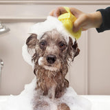 Silicone Pet Grooming Fur Brush Happy Tails Co.